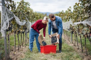 Retrato de hombre y mujer recogiendo uvas en el viñedo en otoño, concepto de cosecha.