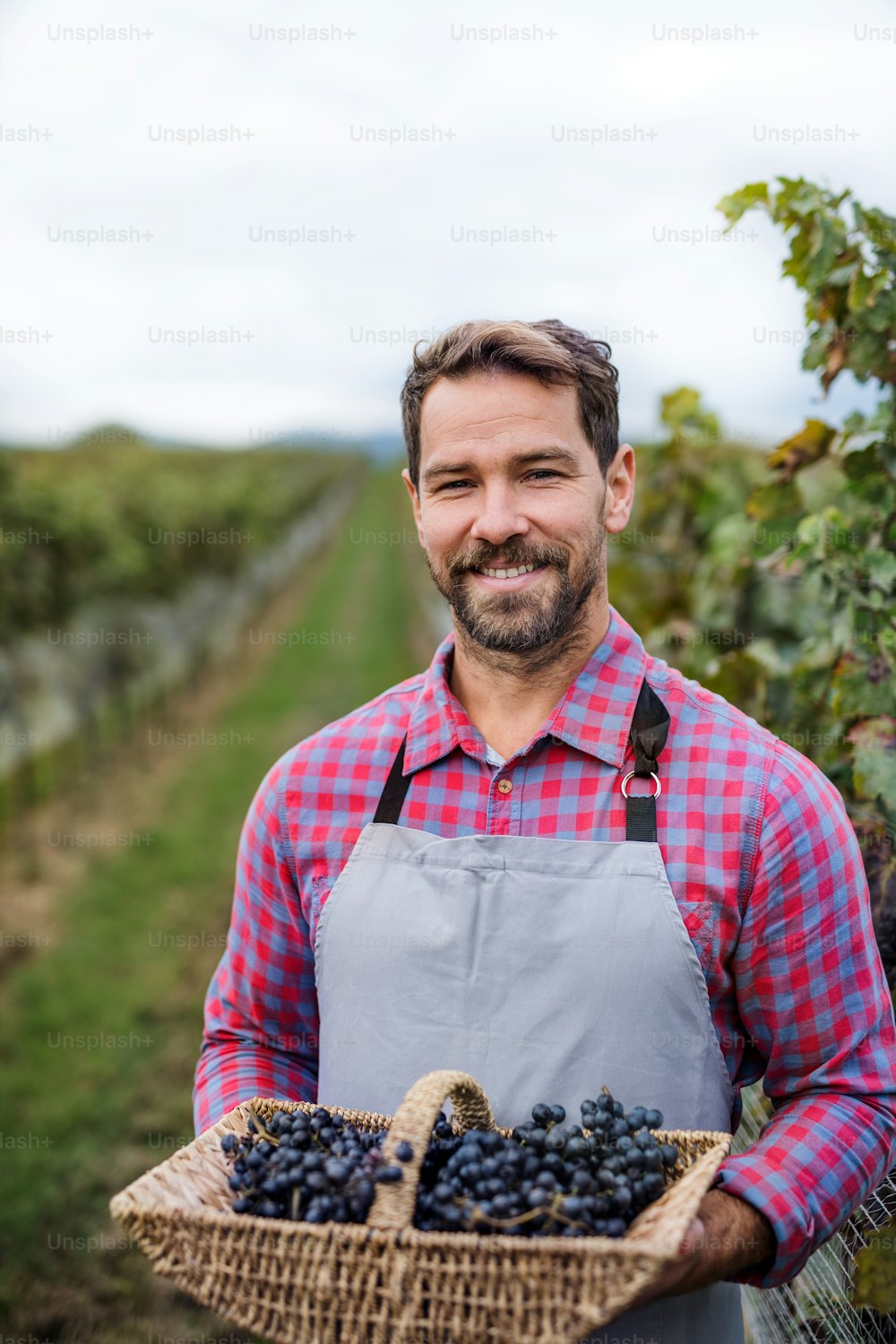 Portrait of man worker holding basket with grapes in vineyard in autumn, harvest concept.