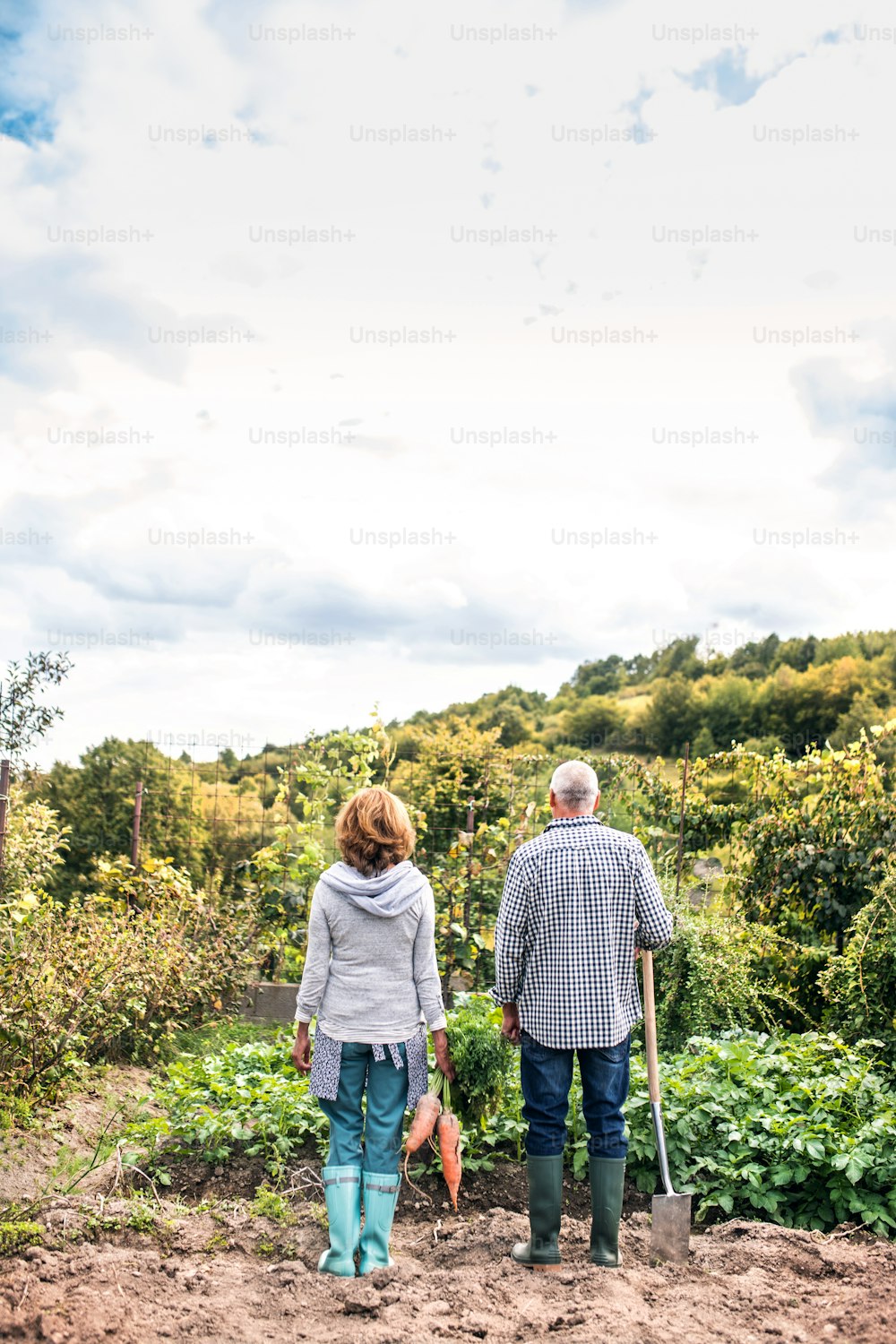Felice coppia di anziani sani che raccolgono verdure nell'orto. Giardinaggio dell'uomo e della donna. Veduta posteriore.