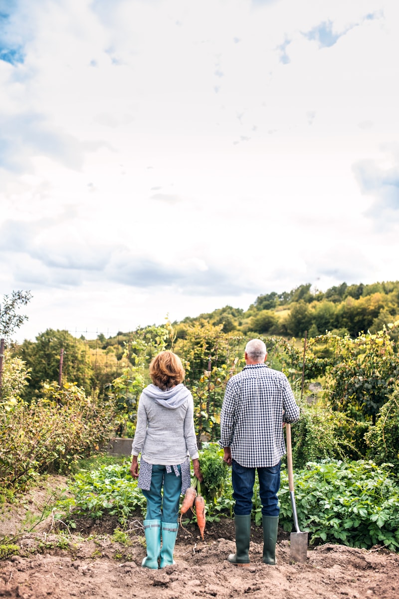 Senior couple harvesting garden vegetables