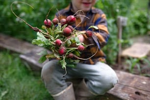 Small boy holding radishes in vegetable garden, sustainable lifestyle concept.
