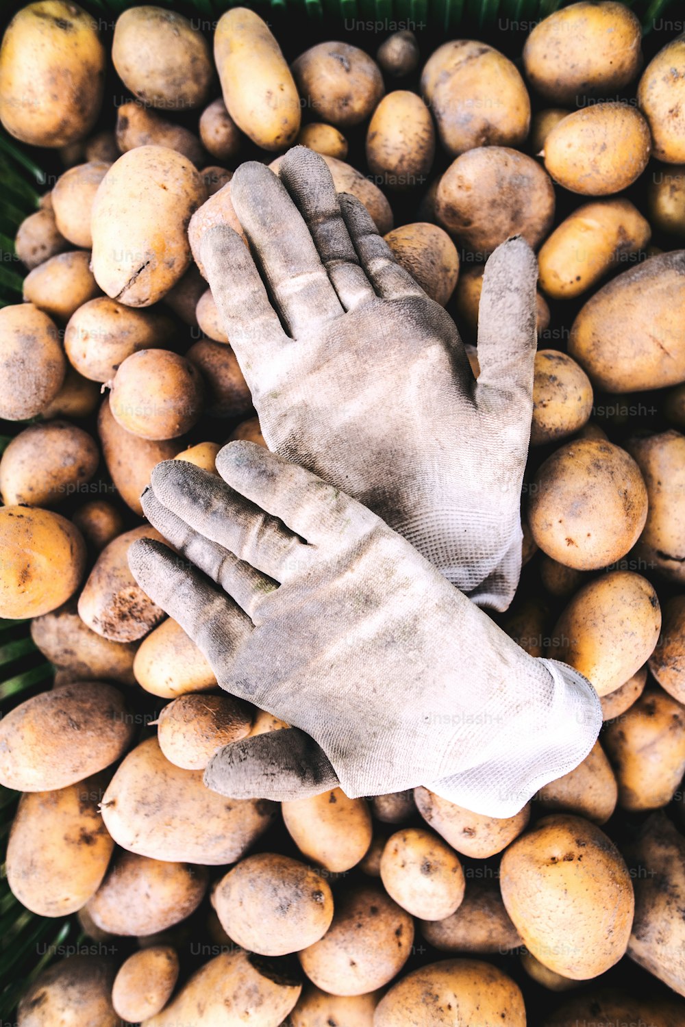 Close up of fresh potatoes and dirty gloves. Vegetable background.