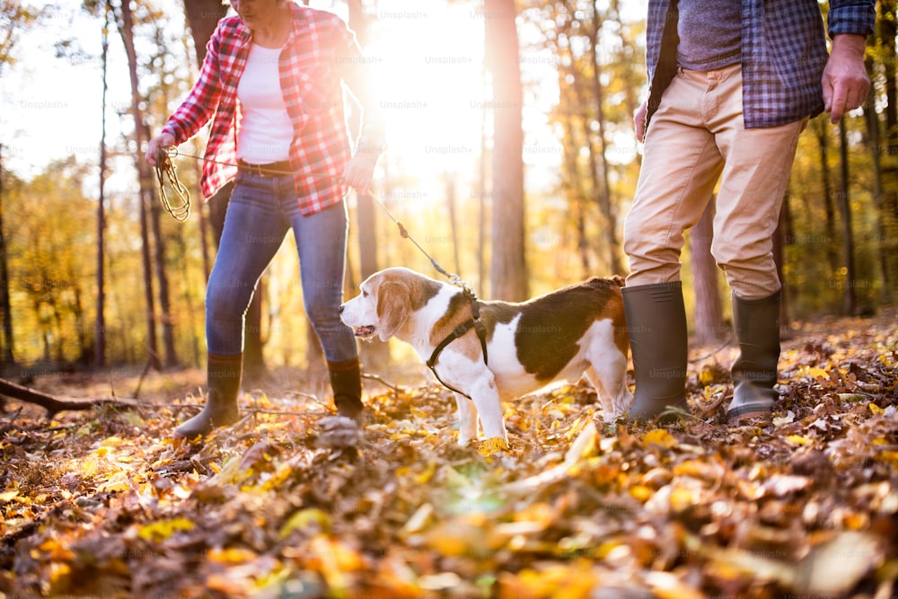 Unkenntliches älteres Paar mit Hund bei einem Spaziergang in einem schönen Herbstwald.