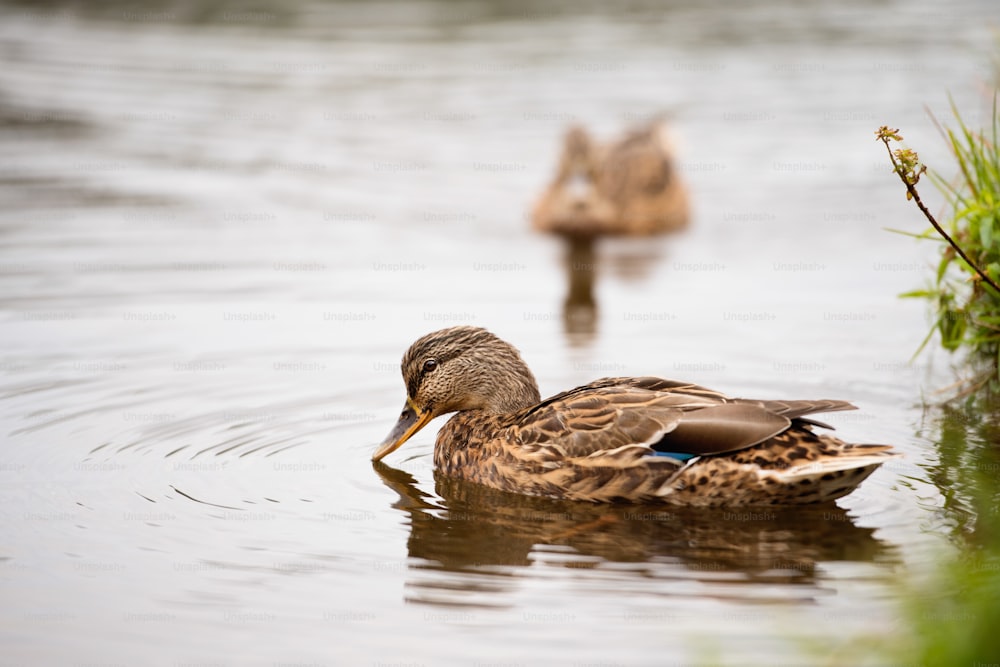 Two ducks in a pond. Animals in nature.