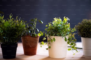 Plants in flower pots on a desk against dark background. A startup of florist business.