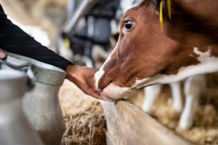 Hand eines nicht erkennbaren Arbeiters, der Kühe füttert, auf dem Milchviehbetrieb, in der Landwirtschaft.