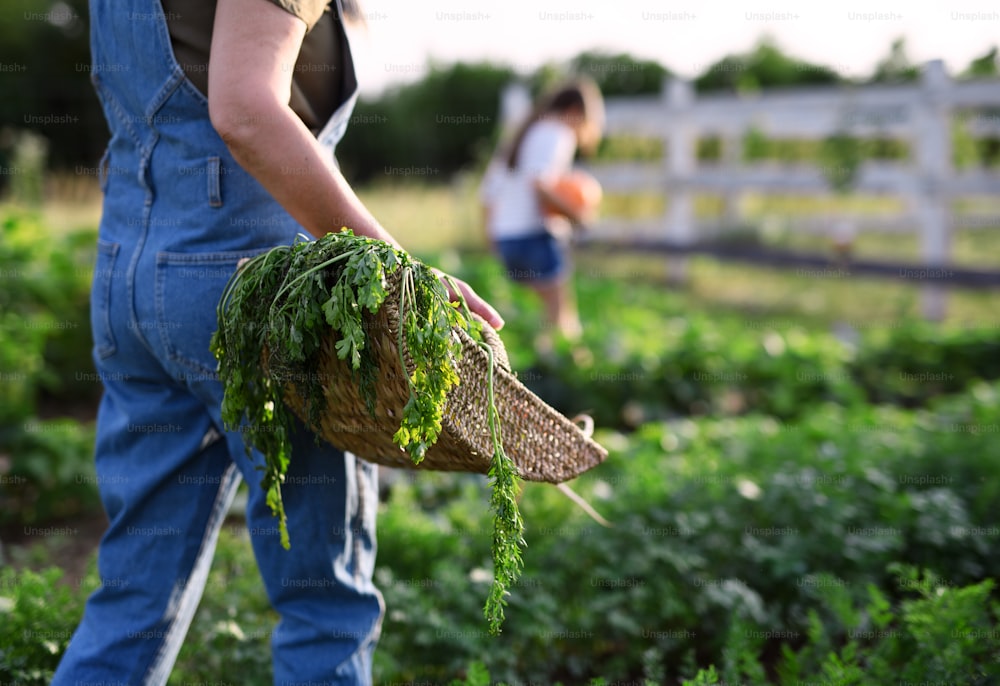 Una contadina irriconoscibile che trasporta un cesto con verdure coltivate in casa all'aperto in una fattoria comunitaria.