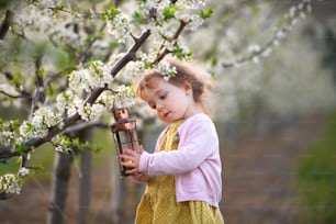 Happy small toddler girl standing outdoors in orchard in spring, holding lantern.