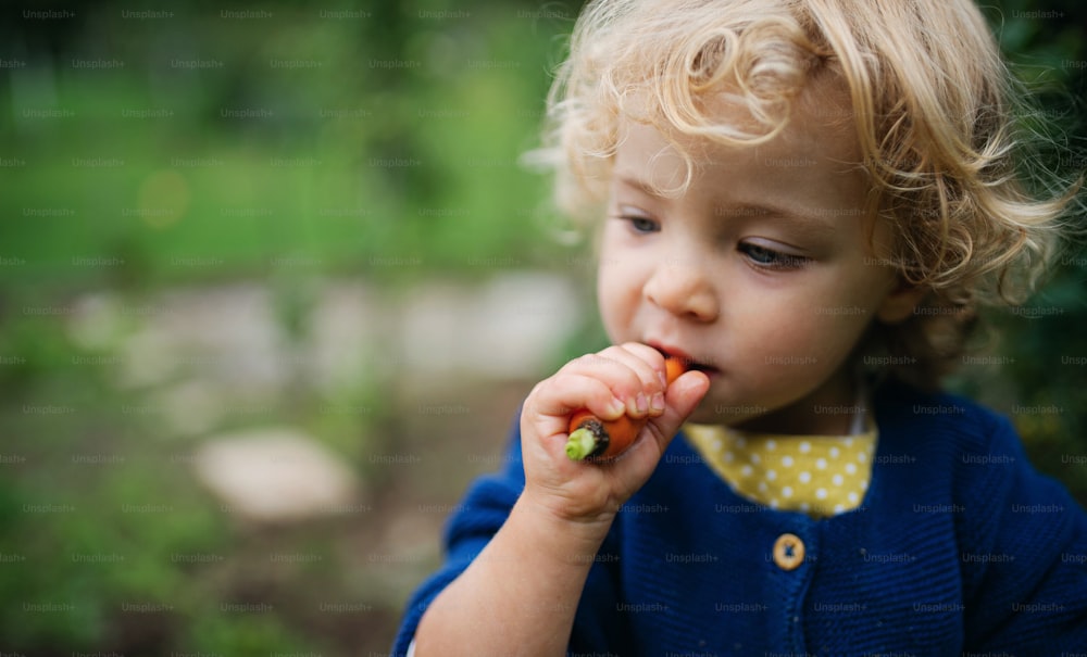Portrait of small girl eating baby carrot outdoors in garden, sustainable lifestyle concept.