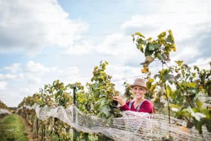 Portrait d’une ouvrière ramassant des raisins dans un vignoble en automne, concept de vendange.