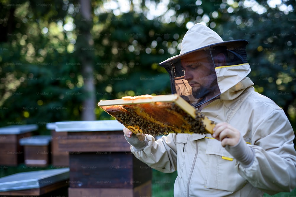 Retrato del apicultor del hombre sosteniendo el marco del panal lleno de abejas en el colmenar, trabajando,