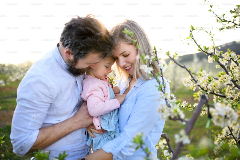 Front view of family with small daughter standing outdoors in orchard in spring, hugging.