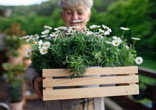 Portrait of senior woman gardening on balcony in summer, holding flowering plants.