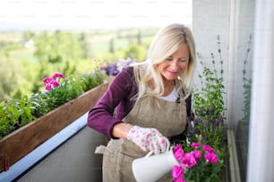 Portrait of senior woman gardening on balcony in summer, watering plants.