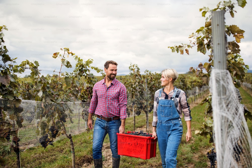 Portrait of man and woman collecting grapes in vineyard in autumn, harvest concept.