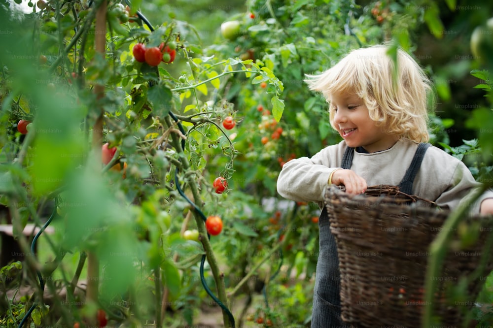 Niño pequeño feliz que recolecta tomates cherry al aire libre en el jardín, concepto de estilo de vida sostenible