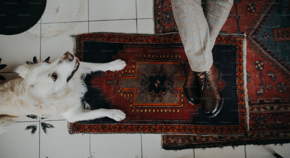 An unrecognizable senior man sitting in cafeteria with his dog, directly above view.