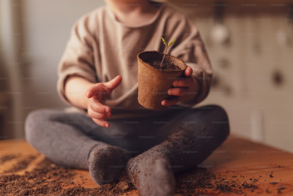 Un primer plano de la maceta que sostiene al niño con la planta que crece a partir de semillas en casa, jardinería casera.