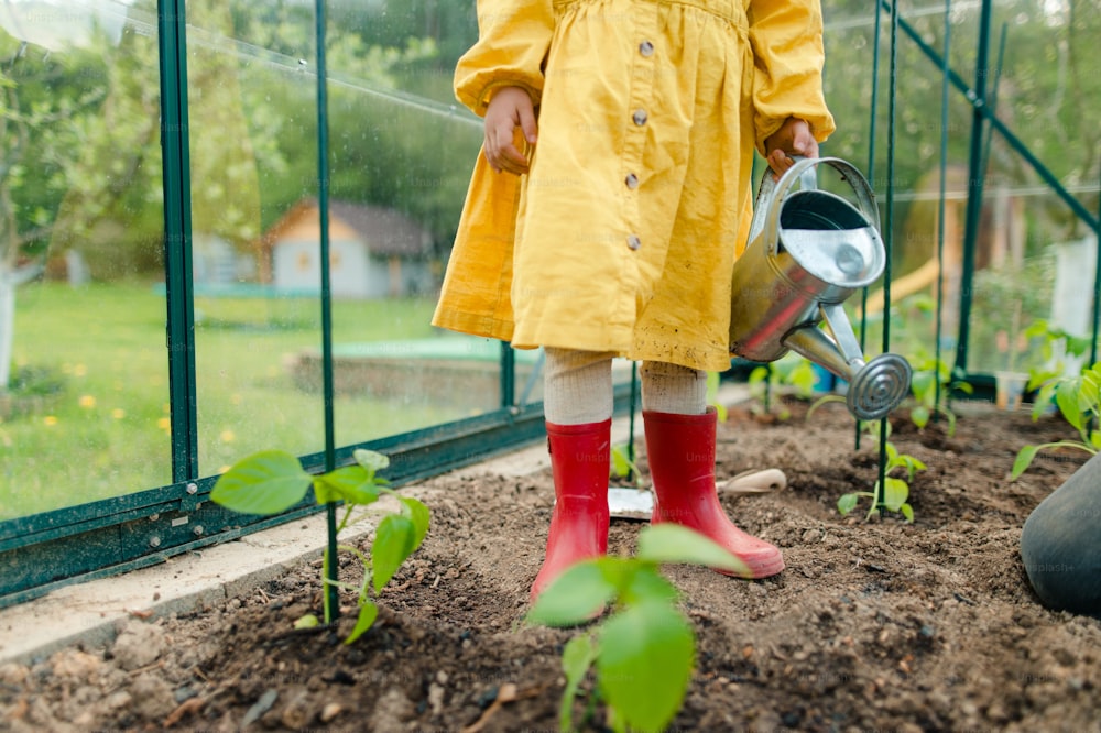 A little girl taking care of plants when watering them in eco greenhouse, learn gardening, close-up