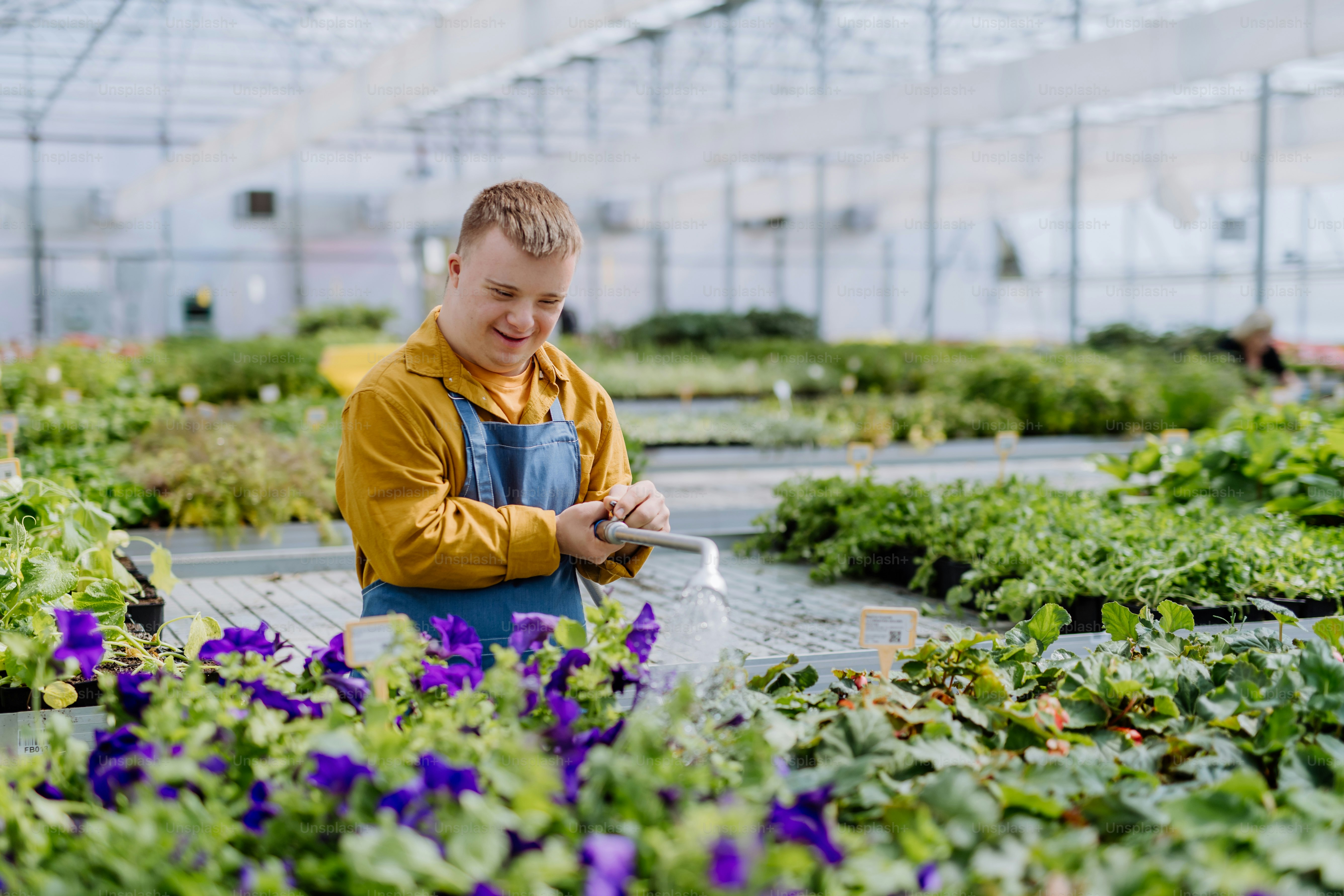 A happy young employee with Down syndrome working in garden centre, watering plants with a shower head and hose