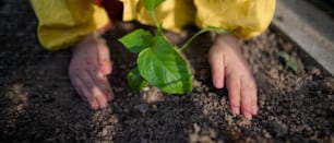 Un primo piano di ittle ragazza che pianta piante di pepe biologico in serra ecologica, stile di vita sostenibile.