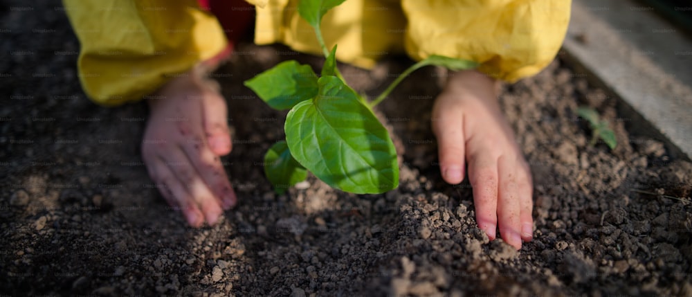 Un primer plano de ittle girl plantando plantas de pimiento orgánico en invernadero ecológico, estilo de vida sostenible.