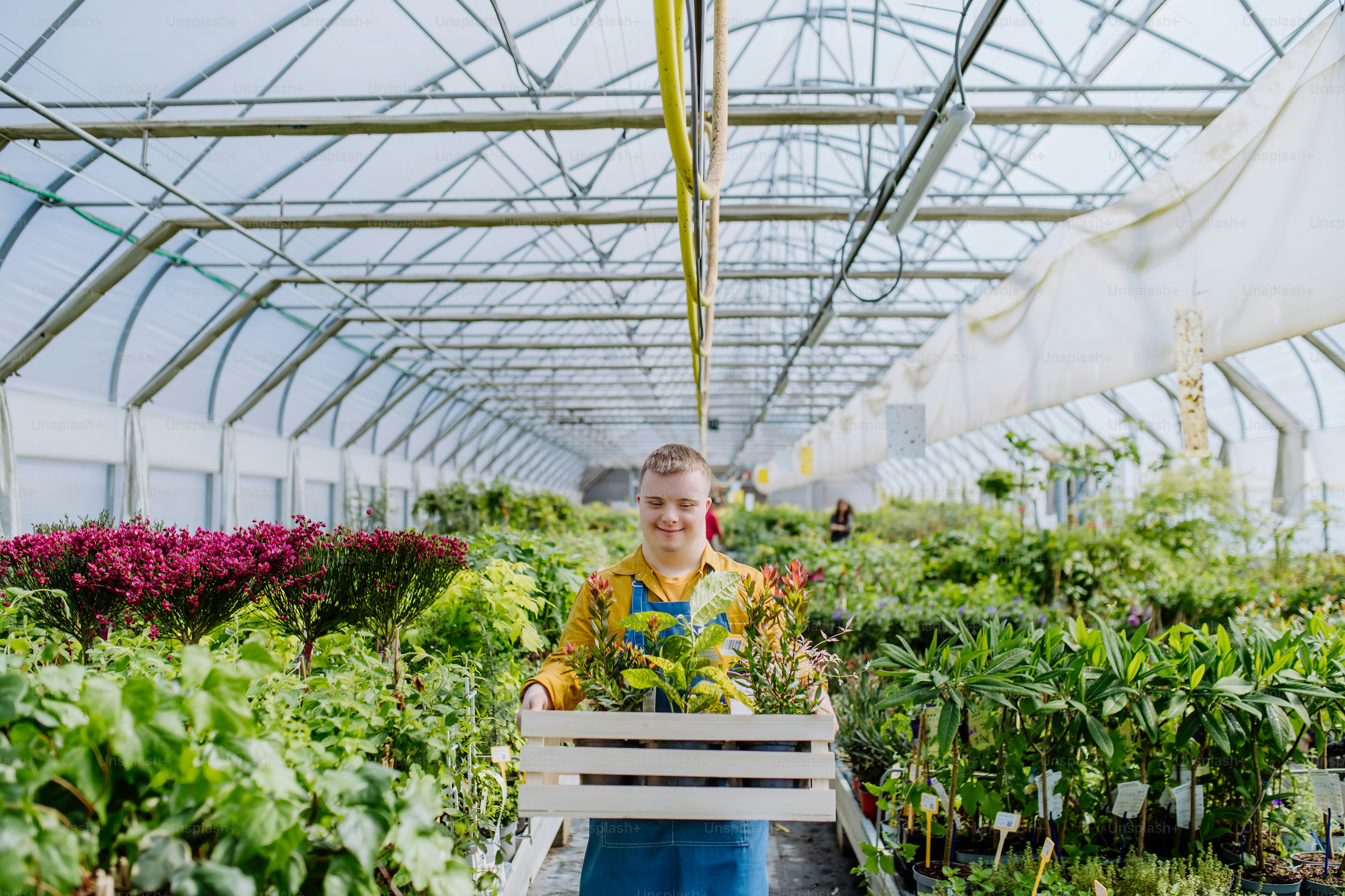 A young man with Down syndrome working in garden centre, carrying crate with plants