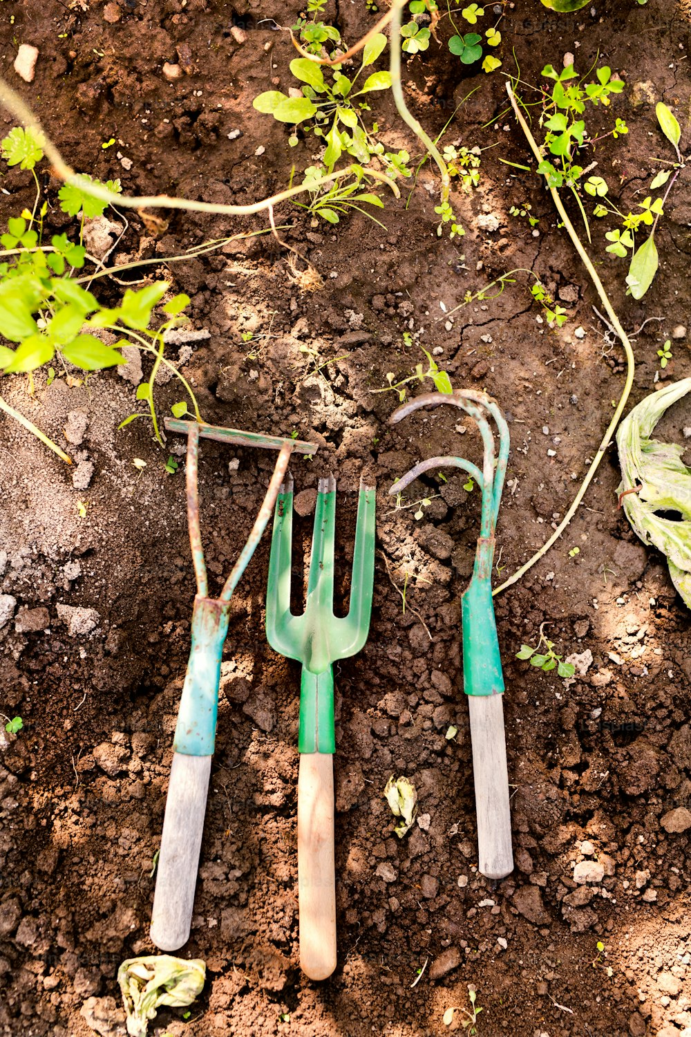 Close up of garden tools in the garden. Hand fork, hoe and cultivator on the ground. Close up.