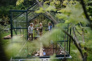Des amies âgées plantent des légumes dans une serre au jardin communautaire.