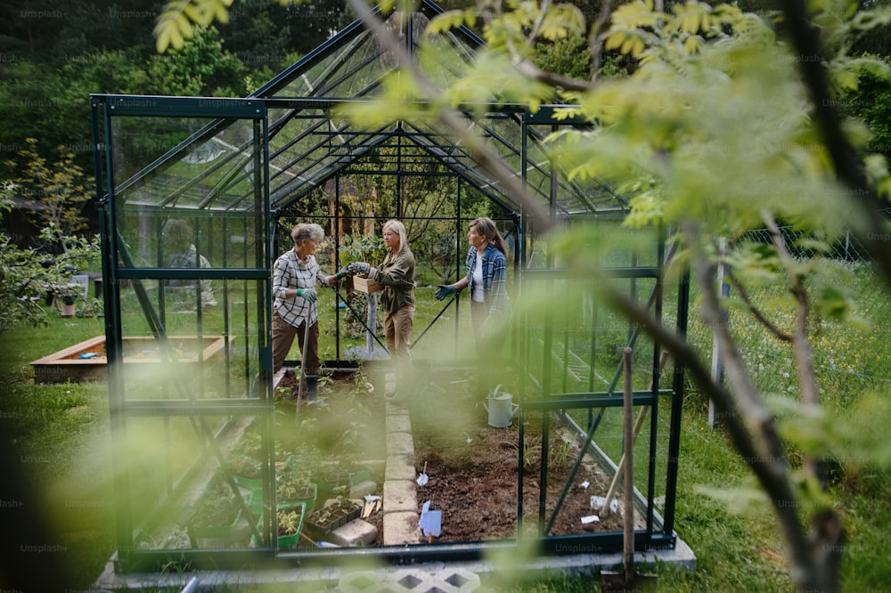 Des amies âgées plantent des légumes dans une serre au jardin communautaire.