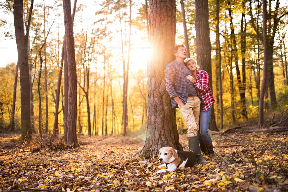 Aktives Seniorenpaar mit Hund bei einem Spaziergang in einem schönen Herbstwald.