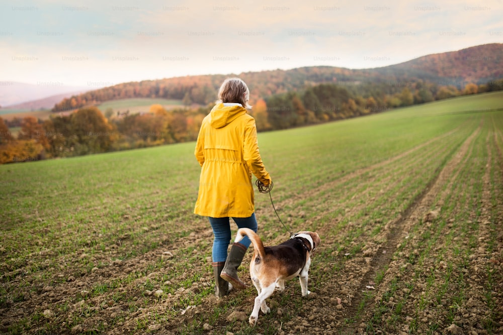 아름다운 가을 자연 속에서 산책하는 강아지와 함께 활동적인 노인 여성. 후면도.
