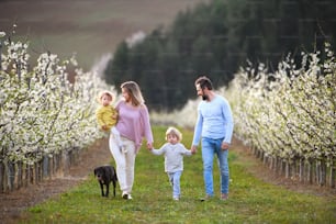 Vue de face d’une famille avec deux jeunes enfants et un chien promenant à l’extérieur dans un verger au printemps.