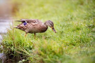 Eine Ente am Seeufer, die auf dem grünen Gras steht oder schläft.