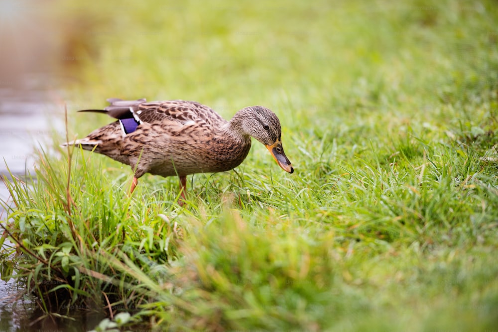 One duck on the lake bank standing or sleeping on the green grass.