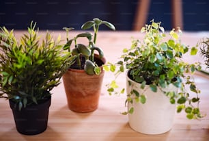 Plantas en macetas sobre un escritorio sobre fondo oscuro. Una startup de negocio de floristería.