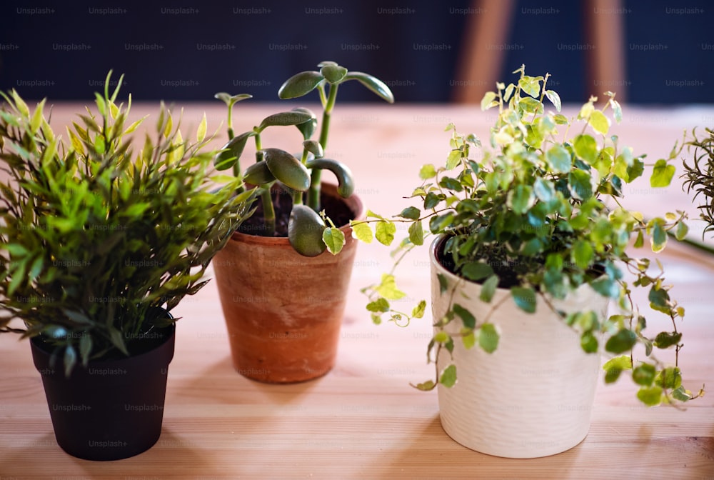 Plantas em vasos de flores em uma mesa contra fundo escuro. Uma startup de negócios de floristas.