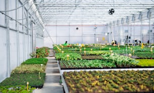 Various potted plants and flowers in greenhouse in garden center, a small business.