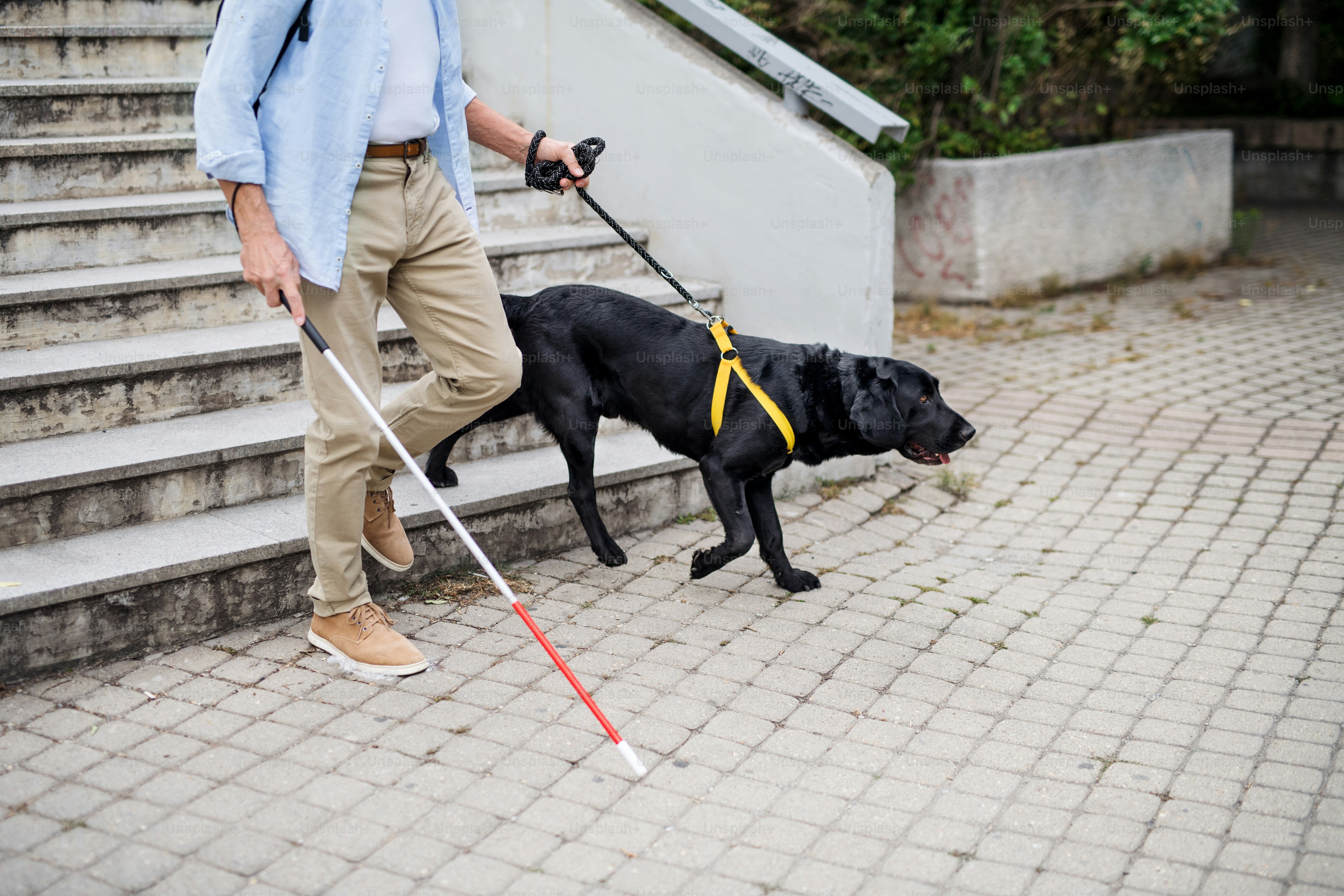 A senior blind man with guide dog walking down the stairs in city, midsection