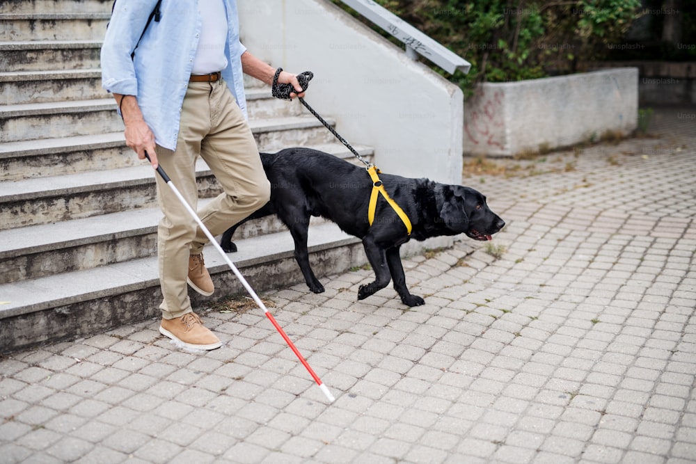 A senior blind man with guide dog walking down the stairs in city, midsection.