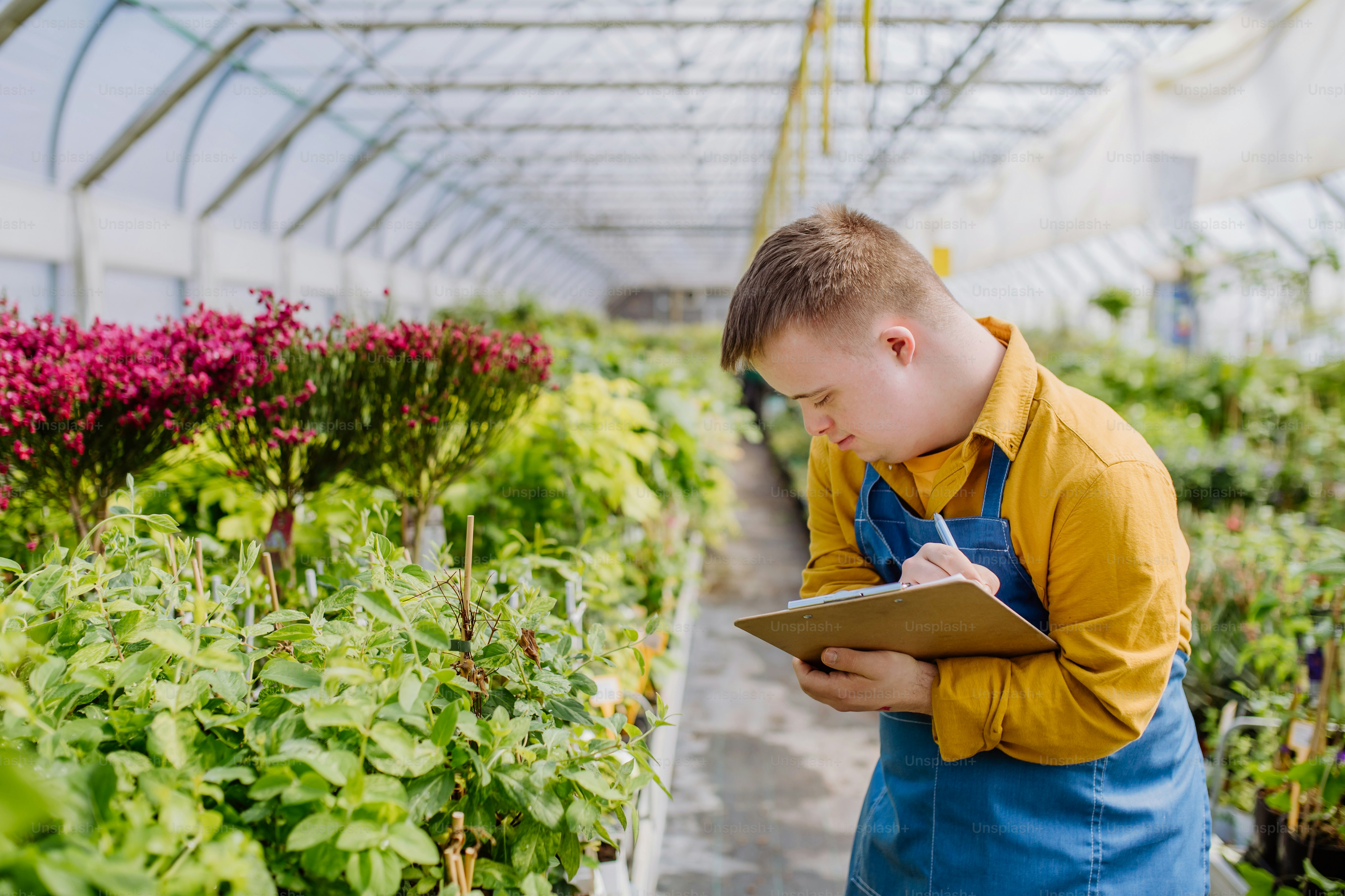 A young man with Down syndrome working in garden centre, holidng clipboard and checking plants