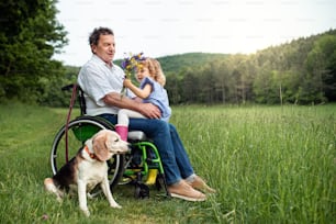 Small girl with senior grandfather in wheelchair and dog on a walk on meadow in nature, pushing.