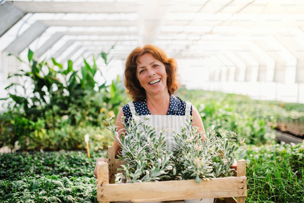 Senior woman standing in greenhouse, holding a box with plants. Gardening concept.