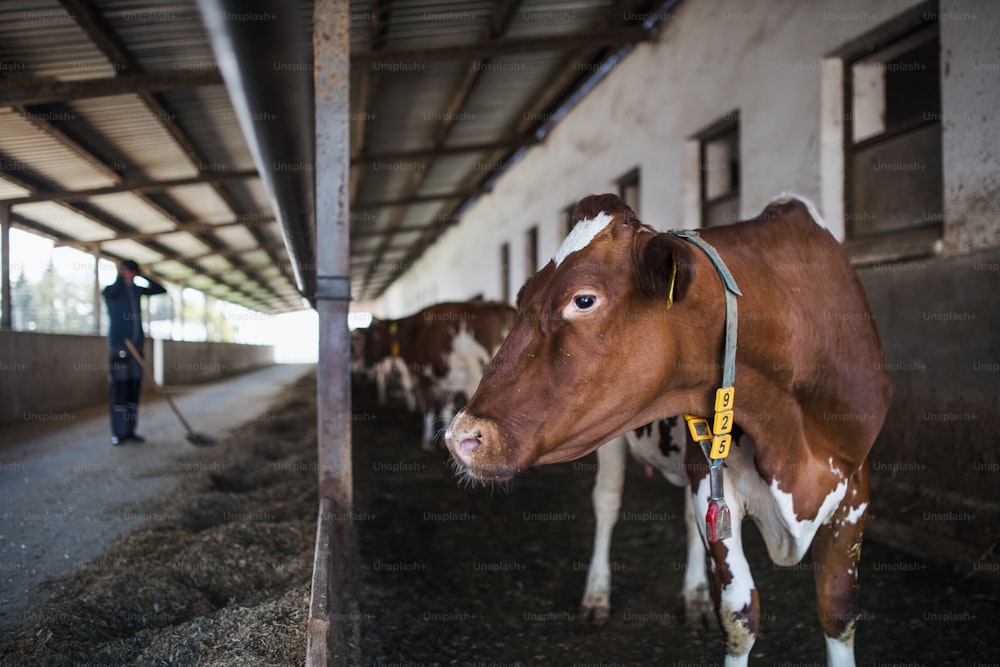Kühe auf einem Milchviehbetrieb, einer Landwirtschaft.