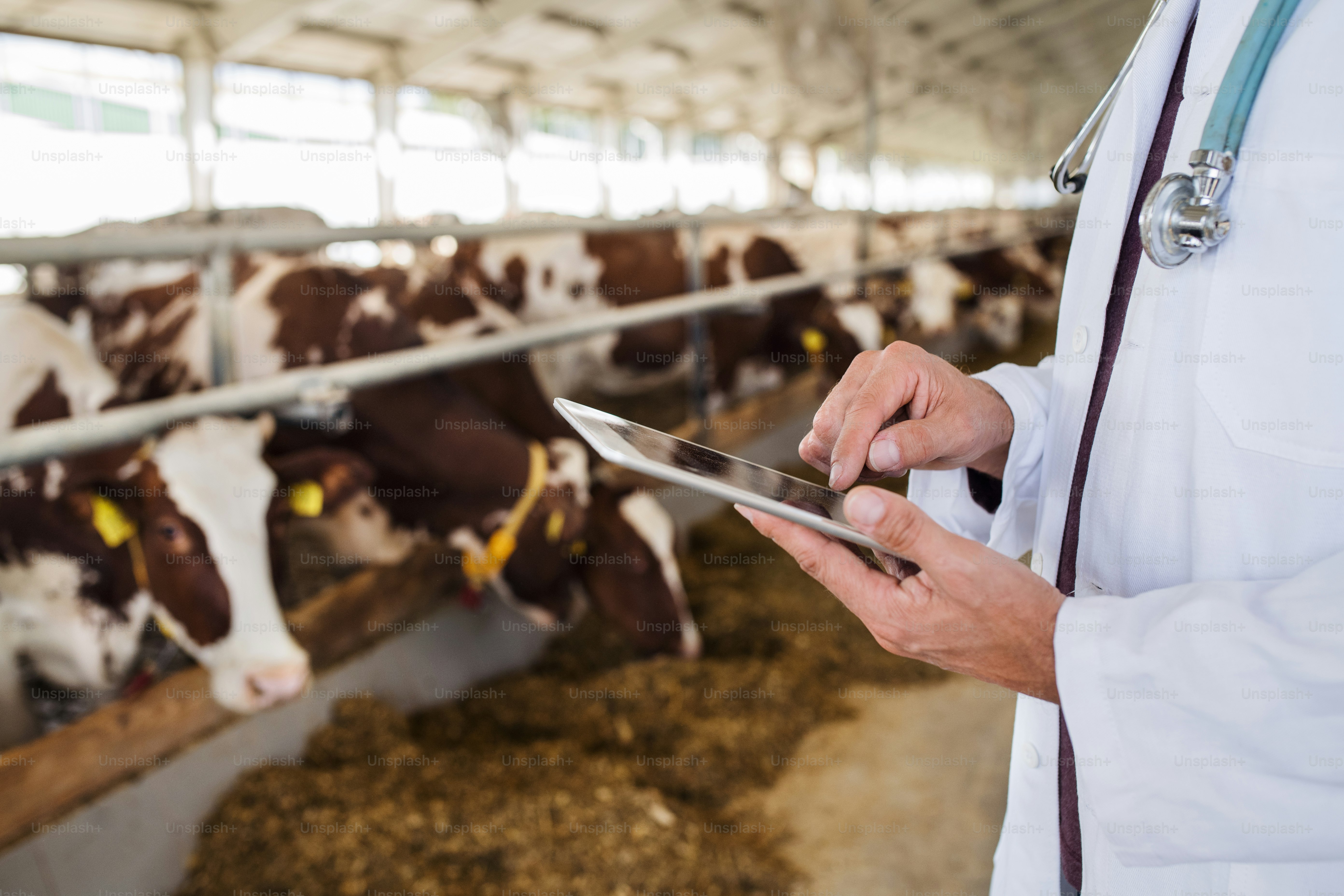 Unrecognizable veterinary doctor with smartphone working on diary farm, agriculture industry