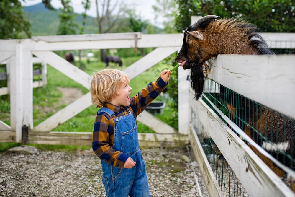 Porträt eines fröhlichen kleinen Jungen, der auf dem Bauernhof steht und Ziege füttert.
