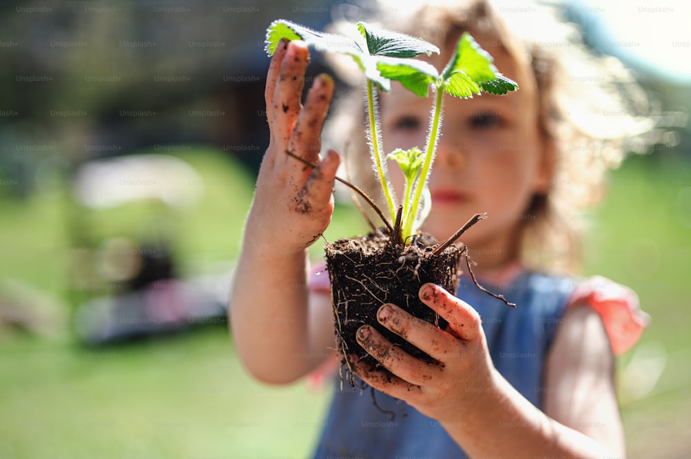 Small girl with dirty hands holding strawberry plant outdoors in garden, sustainable lifestyle concept.