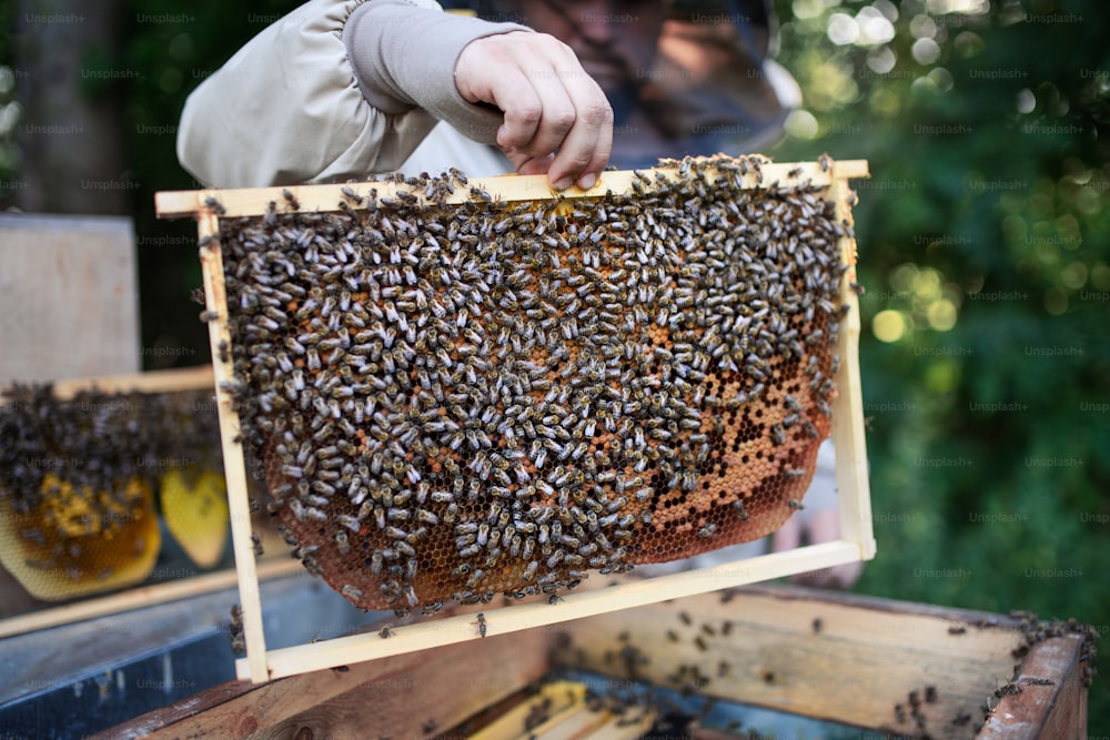 Jeune apiculteur méconnaissable tenant un cadre en nid d’abeilles plein d’abeilles dans un rucher, travaillant,