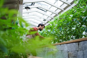 Side view portrait of man gardener with apron working in greenhouse.
