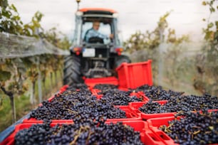 Grape harvest, vineyards and tractor with a farmer full of harvested grapes.